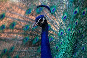 Portrait of beautiful peacock with feathers out ( large and brightly bird ).