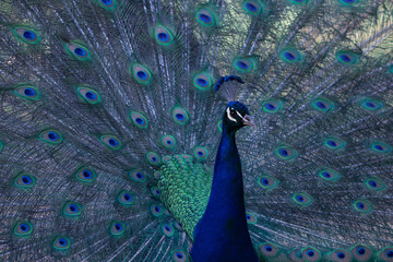 Obraz premium Portrait of beautiful peacock with feathers out ( large and brightly bird ).