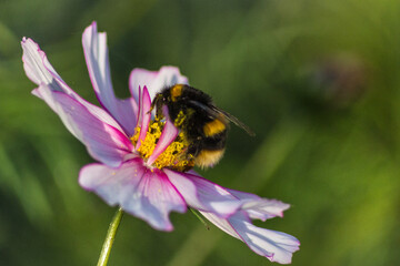 Bubble Bee in Flower