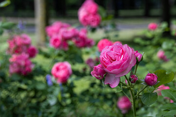 blooming roses in summer in St. Petersburg
