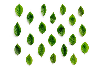 Green leaf branches isolated on white. Top view