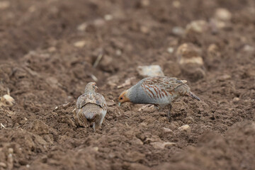 Grey Patridge Perdix perdix in close view