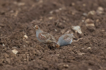 Grey Patridge Perdix perdix in close view
