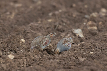 Grey Patridge Perdix perdix in close view