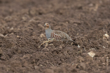 Grey Patridge Perdix perdix in close view
