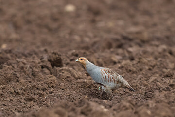 Grey Patridge Perdix perdix in close view