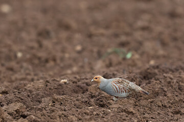 Grey Patridge Perdix perdix in close view