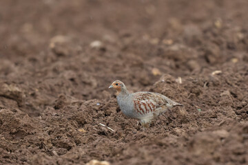 Grey Patridge Perdix perdix in close view