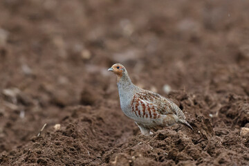 Grey Patridge Perdix perdix in close view