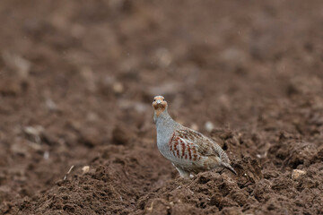 Grey Patridge Perdix perdix in close view