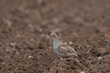 Grey Patridge Perdix perdix in close view