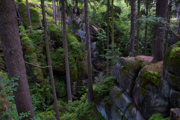 trees in the forest,