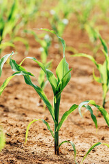 Growing young corn in a field under the sun