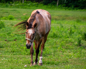 horse in the meadow