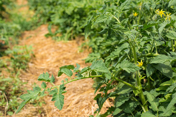 Blooming plant of tomato. Growing tomatoes outside.