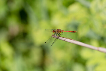 Sympetrum sanguineum Ruby Darter in close-up