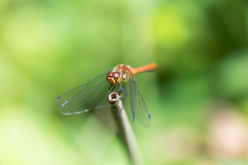 Sympetrum sanguineum Ruby Darter in close-up