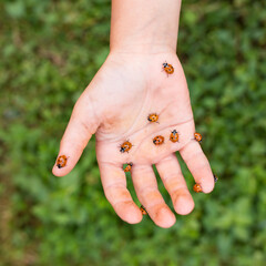 Lady bugs in child hand. Using insects. Organic growing.