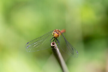 Sympetrum sanguineum Ruby Darter in close-up