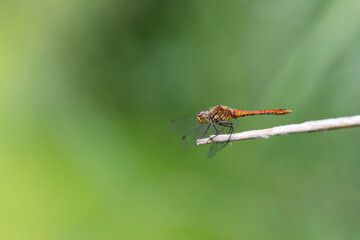 Sympetrum sanguineum Ruby Darter in close-up