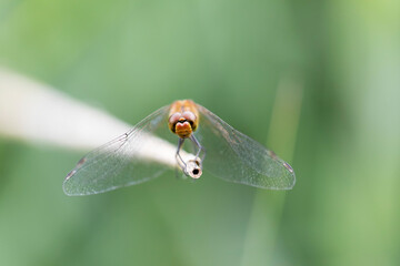 Sympetrum sanguineum Ruby Darter in close-up