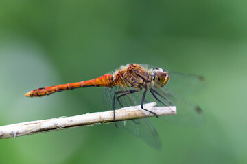 Sympetrum sanguineum Ruby Darter in close-up