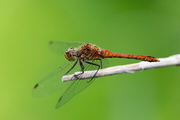 Sympetrum sanguineum Ruby Darter in close-up