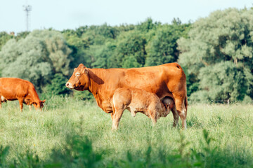Red cow is feeding a calf on pasture