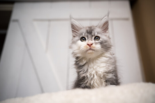cute black silver torbie white maine coon kitten portrait on white cushion in front of white wooden background with copy space