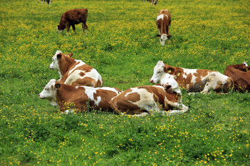 Fototapeta na wymiar Rinder auf der Alm