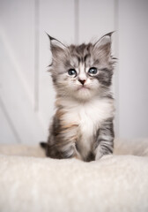 cute 8 week old black silver torbie white maine coon kitten portrait with copy space