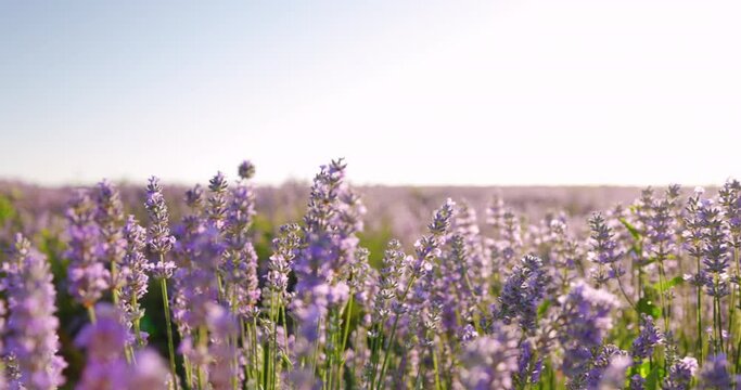 Lavender fields summer sunlight