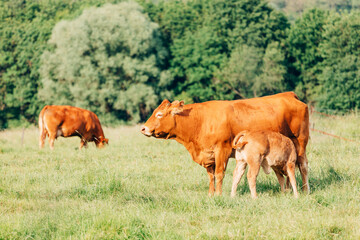 Red cow is feeding a calf on pasture