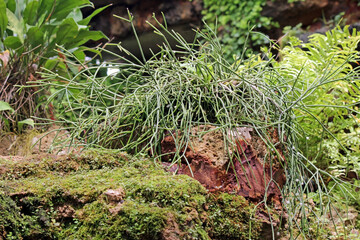 A Rhipsalis Mistletoe Cactus, a stringy succulent plant with long thin stems, growing among mossy rocks in a tropical garden