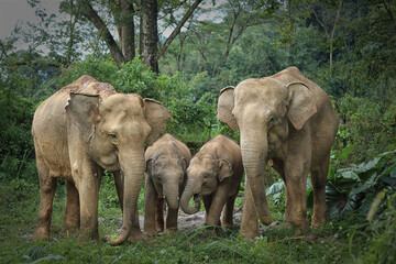 Elephants are the largest existing land animals. Three species are currently recognised: the African bush elephant, the African forest elephant, and the Asian elephant