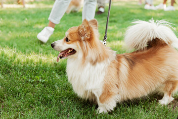 People walk a corgi dog in summer in the park