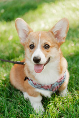 Portrait of a corgi puppy in summer on a background of grass on a sunny day
