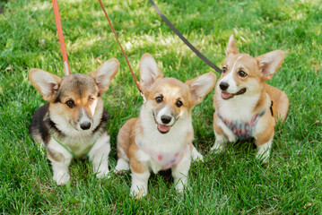 Portrait of three puppies of the Corgi breed in summer on a background of grass on a sunny day