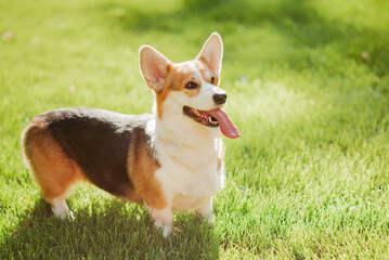 Portrait of a dog of the Corgi breed on a background of green grass on a sunny day in the park