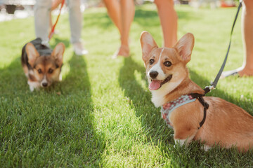Portrait of little corgi puppies which are walking on the lawn in summer on a sunny day