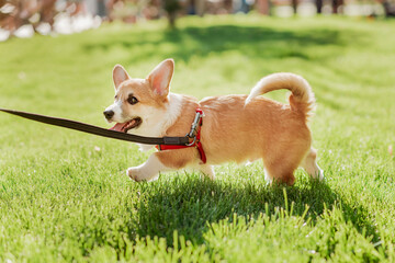 Portrait of a corgi puppy in summer on a background of grass on a sunny day