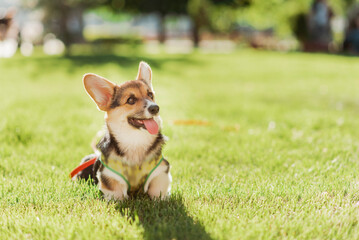 Fototapeta na wymiar Portrait of a corgi puppy in summer on a background of grass on a sunny day