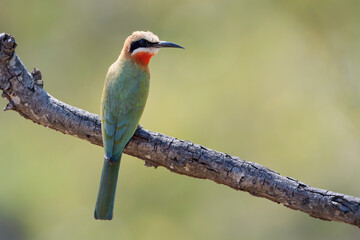 White-fronted bee-eater (Merops bullockoides) on a branch, Kruger National Park, South Africa.