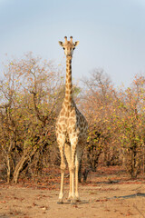 Giraffe (Giraffa camelopardalis) standing and looking at camera, Kruger National Park, South Africa © andreanita