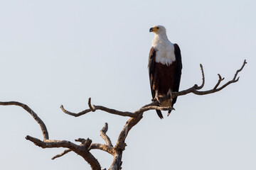African Fish Eagle (haliaeetus vocifer) sitting on a tree branch, Kruger National Park, South...