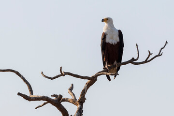 African Fish Eagle (haliaeetus vocifer) sitting on a tree branch, Kruger National Park, South Africa.