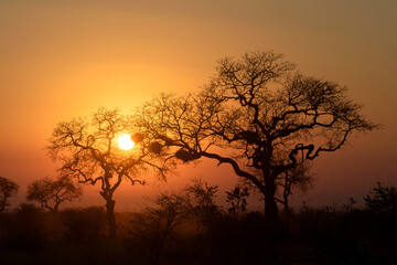 African sunrise with acacia tree, Kruger national park, South Africa.
