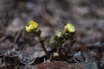 bud of a plant