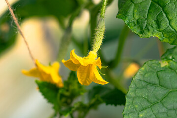 Young plant cucumber with bright green leaves in a greenhouse in the village. Hot sunny summer day. Selective focus. Close-up