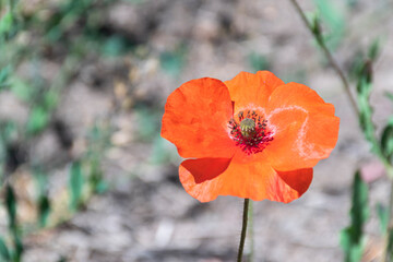 Flor de La Amapola